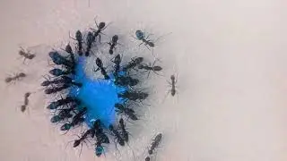 Ant drinking liquid candy Time lapse vM08HV6F8vA