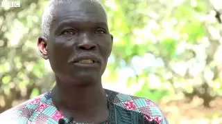 Ivory Coast  Africa's cashew nuts champions   BBC News