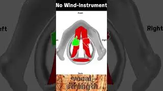 The Voice is Not a Wind Instrument - Thyro-Arytenoid Pars Interna Activity 8 #voiceanatomy #vocals