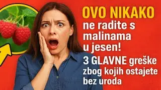 Ovo NIKAKO ne radite s malinama u jesen! 3 GLAVNE greške zbog kojih ostajete bez uroda.