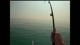 Cobia fish 13kg deep diving lure #fishing #foryou #explore #cobia #عرب #مصر #لبنان 