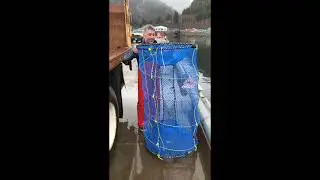 Catching Black Cod (Sablefish) with Slinky Pots!