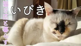 【いびき】もふねこはなちゃんの寝息音