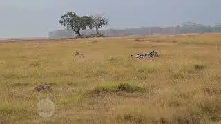 Lion taking down a Zebra !!