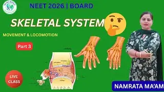 Skeletal System Part 3 | Appendicular Skeleton & Disorders | NCERT Biology by Namrata Maam