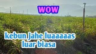 KEBUN JAHE SANGAT LUAS DAN TUMBUH SUBUR