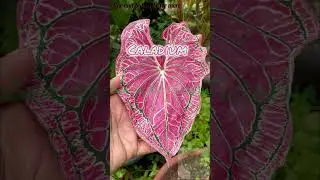 Pink Caladium Beauty with Nature's Perfect Patterns! #caladium #pink #garden #homegarden #gardening