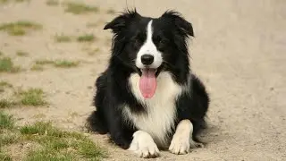 What is the origin of the Border Collie breed?