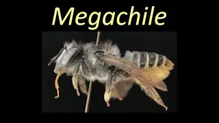 Megachile Megachile (Megachilidae)