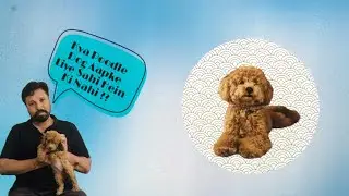 Poodle dog price in India 2025 | Poodle dog puppy | Poodle dog puppy price