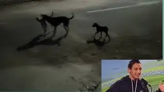 Kutta video // dog 🐶🐕 fighting // anaya video // dog masti //medhans products // shorts video 