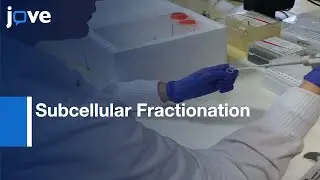 Subcellular Fractionation from Gastrointestinal Specimens | Protocol Preview
