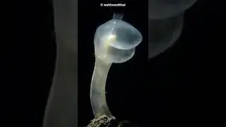 Animals That Look Like Aliens 😱👽. #shorts #trending