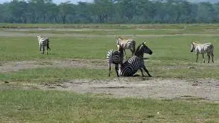 Zebra fighting Part 2 - the winning kick