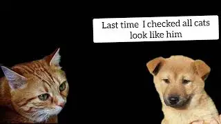 Cat vs Dog trash talking 🗑 PART1. MEME