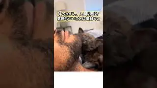 ネッコの動画見て笑ったら負けwww #猫 #猫のいる暮らし #猫動画 #ねこ #可愛い #かわいい #癒し #ペット #動物 #2ch #shorts