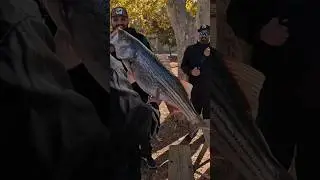 37inch 20lbs Any Fish Can Get It Striped Bass Tournament 2024 1st Place Winner 🥇 David Rosales