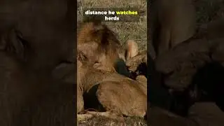 A Day in a life of Lion