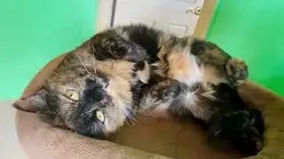 Tortoiseshell Cat Wants Pets Now