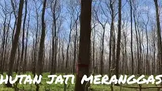 trip on teak plantation forest in east jawa