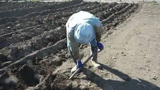 野菜畑　天地返し　寒晒し　24日目　午後　2月4日