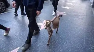 GOAT WALKING ON HOLLYWOOD BLVD CA FEB 19, 2019
