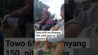 towo 650 iso dinyang 150 pitik jago py ngasane