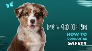 How to Pet-Proof Your Home for Your Pets' Safety #petproofing