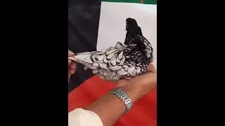 Oriental frill pigeons Fancy Pigeon