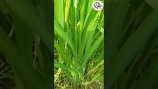 # Booting Stage of Rice 🌾🌾