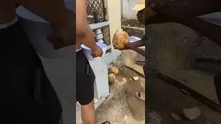 How to Prepare a Green Coconut The REAL Way in Moneague, Jamaica #jamaica #food #culture