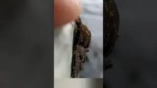Canadian dock spider, arachnid