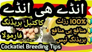 Cockatiel Breeding Tips. Cocktail Breeding Feed Formula. Cockatiel Farming in Urdu Hindi