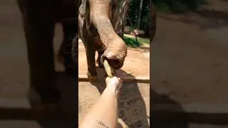 3 amazing facts about animals 🤯 #shorts #ytshorts #viral #facts #animal