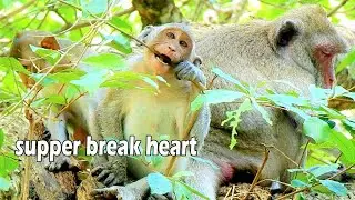 Sad day | nasty Janet break heart when mom Jane wean milk & leave her behind