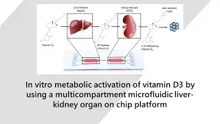 Metabolic activation of vitamin D3 using a multicompartment liver-kidney organ on chip platform