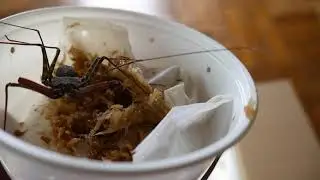 UNBOXING INVERTEBRATES