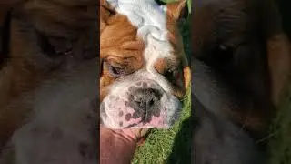 Victorian Bulldog  at the park