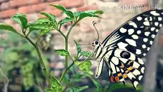 Beautiful video of Butterflies 🌼 #butterfly #nature #status #devkantgupta01