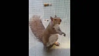 Drunken squirrel comes to breakfast