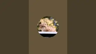 Magic pets hub is live! question and answer cat related
