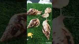 Shok shok shok ulitkalarni  toshi🥺 👇ovoz bervorila iltimos