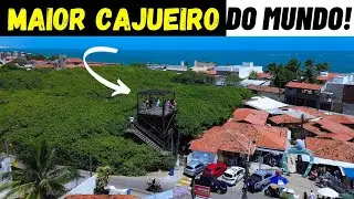 maior cajueiro do mundo, em Pirangi do Norte (RN),