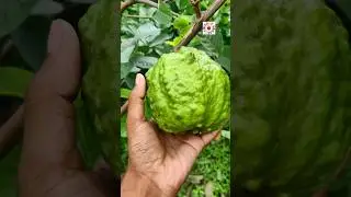 Amrit plant #fruit