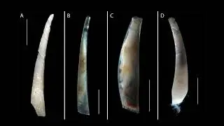 Polyplacophora and Scaphopoda - JLIAACEA reports