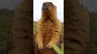 How accurate is Phil on Groundhog Day? See other furry forecasters.