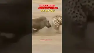Wildlife : Wild boar 🐗 Vs Cheetah : Warthog Funny videos #wildlife #funnyvideo #funny