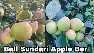 Kashmiri Ball Sundari Apple Ber Successful Farming In kolkata | Mondal Nursery Contact : 9733735193
