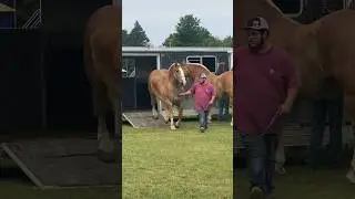 They don&rsquo;t get much bigger than this #belgian #drafthorses #pulls #horse
