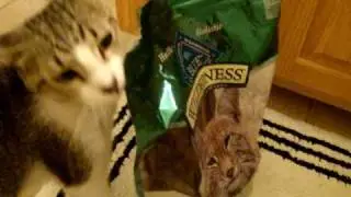 Cookie Cat - meal time!